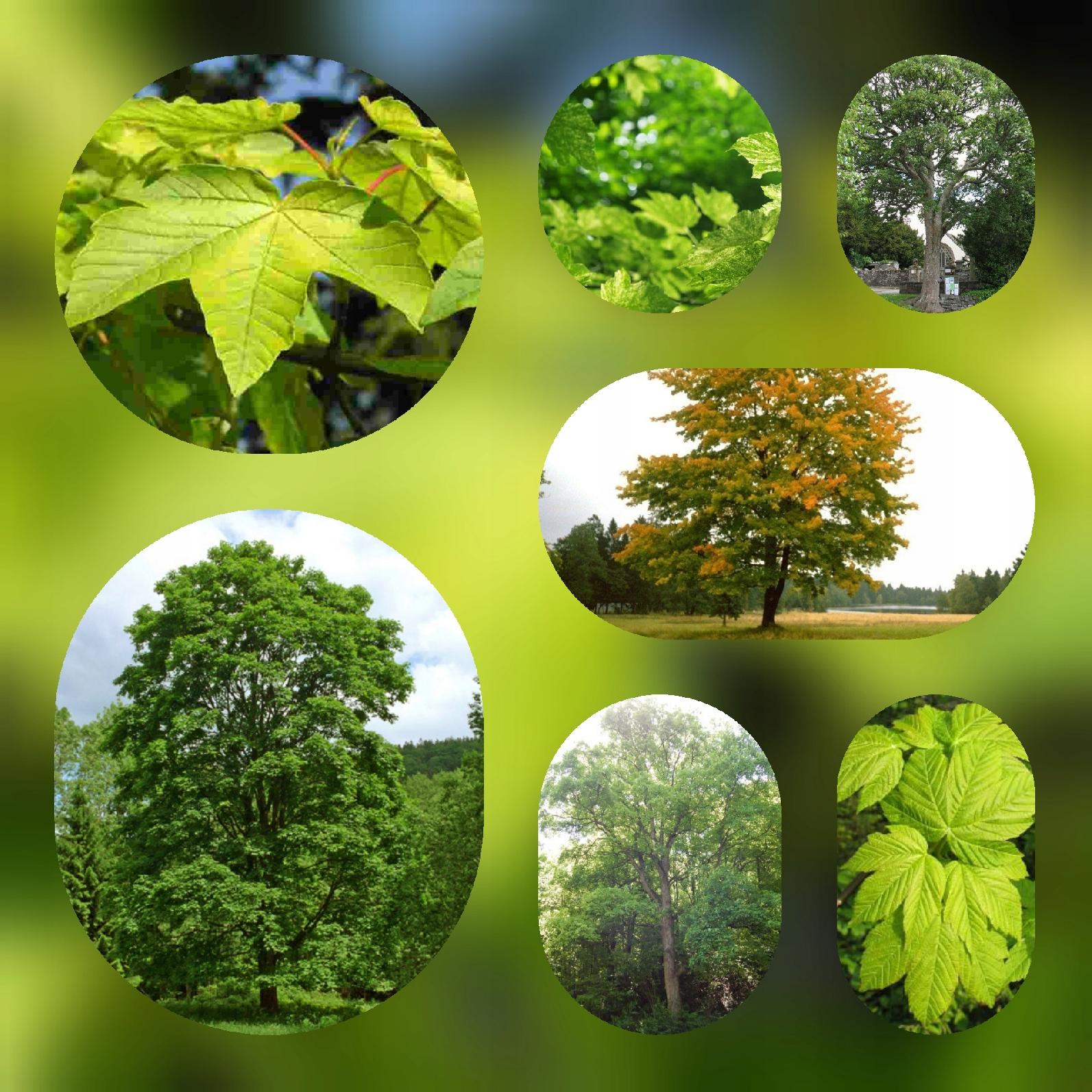 Liście klonu jawora