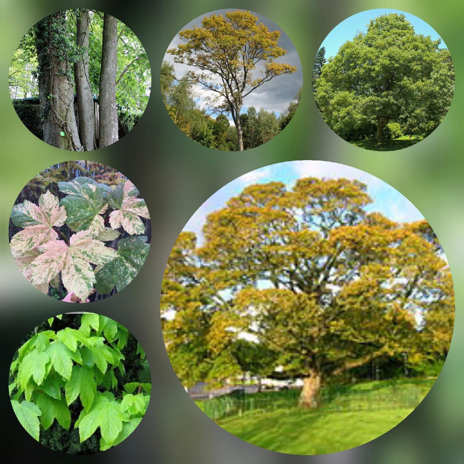 Klon Jawor duże drzewo