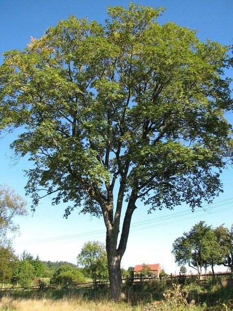 Sadzonka jawora w szkółce