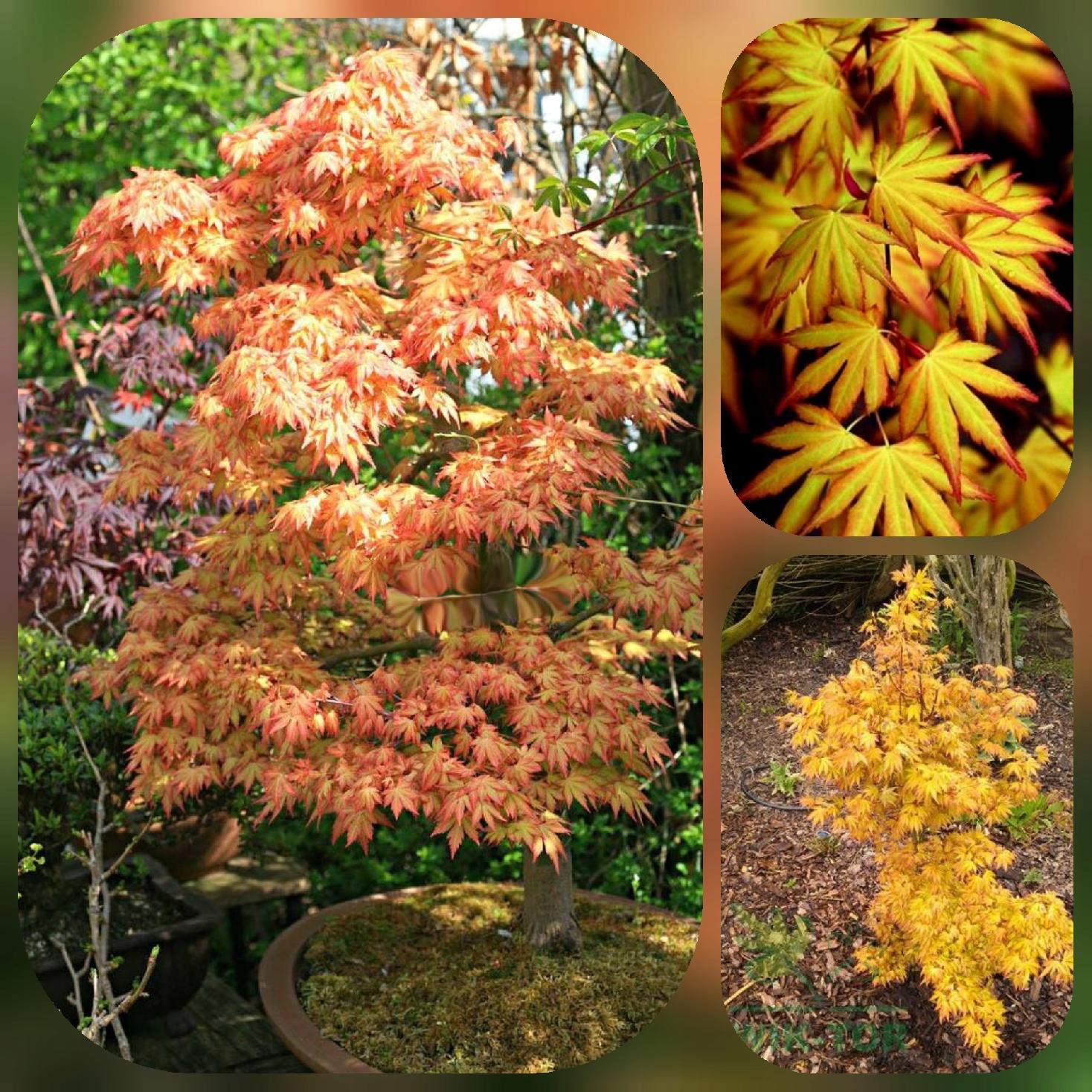 Klon Palmowy Orange Dream liście