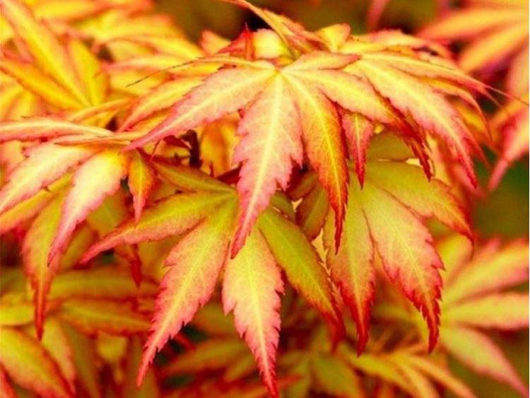 Klon Orange Dream w doniczce