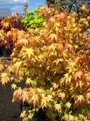 Sadzonki klonu zbliżenie