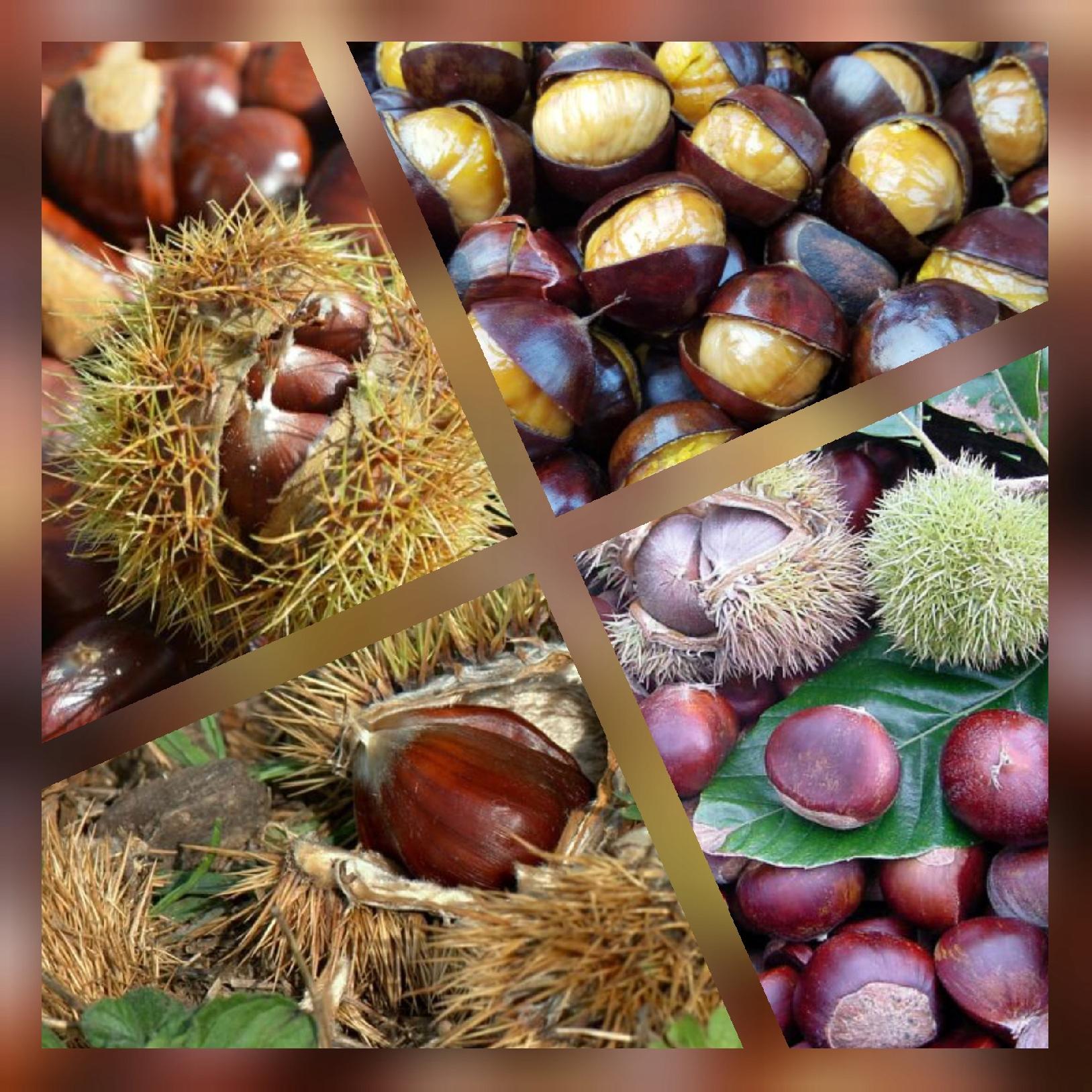 Kasztan Jadalny liście