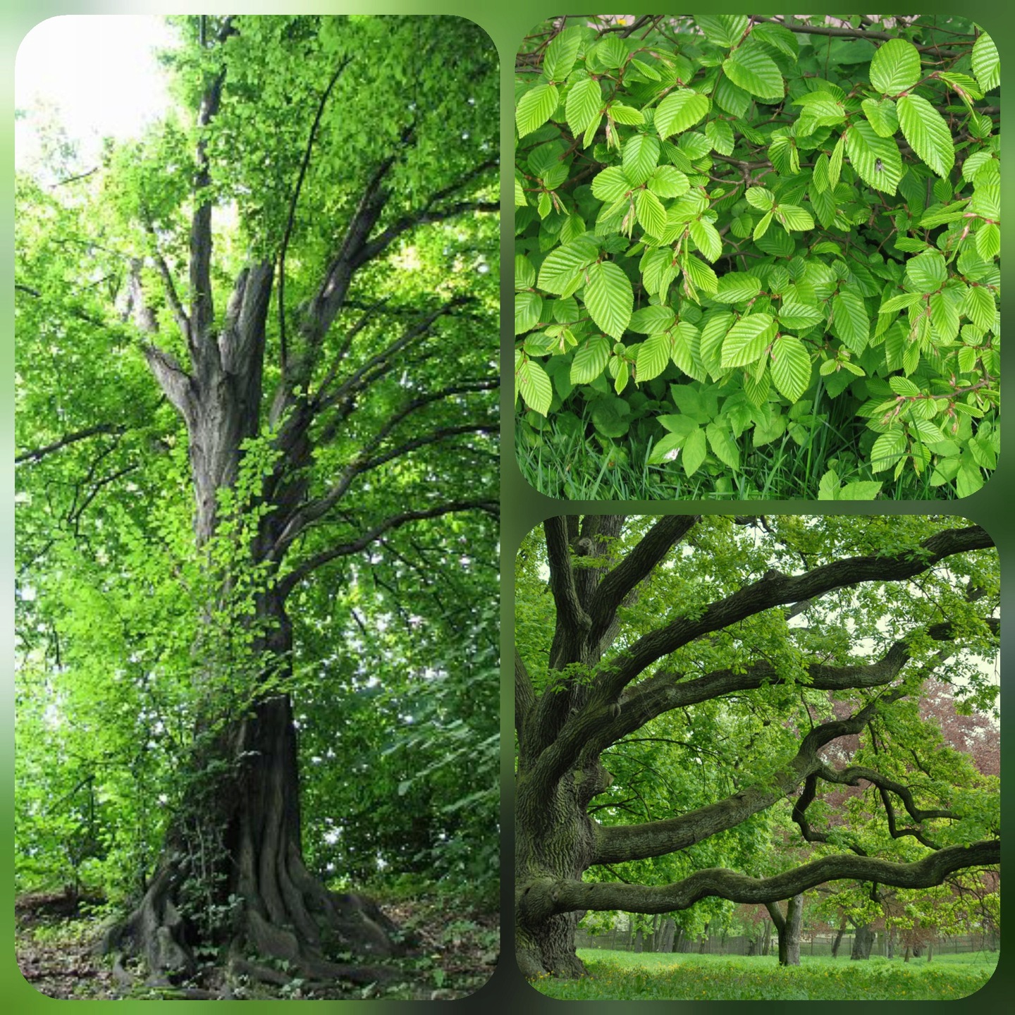 Grab Zwyczajny dorodne drzewo