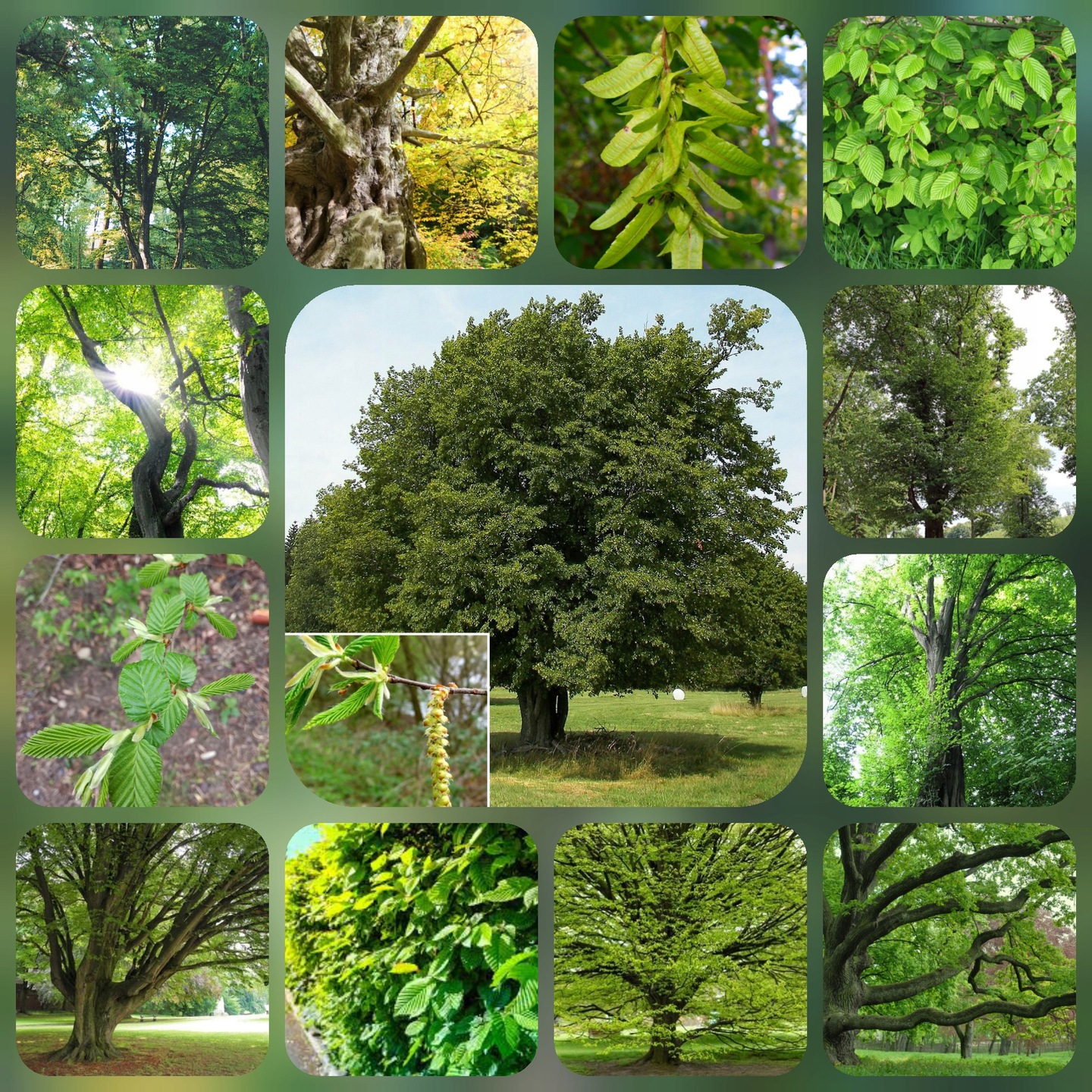 Liście graba pospolitego