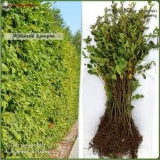 Pnie graba w szkółce