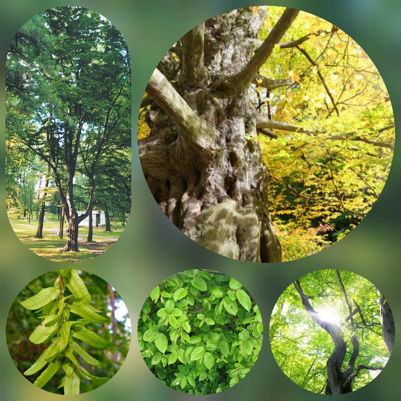 Grab Zwyczajny dorodne drzewo