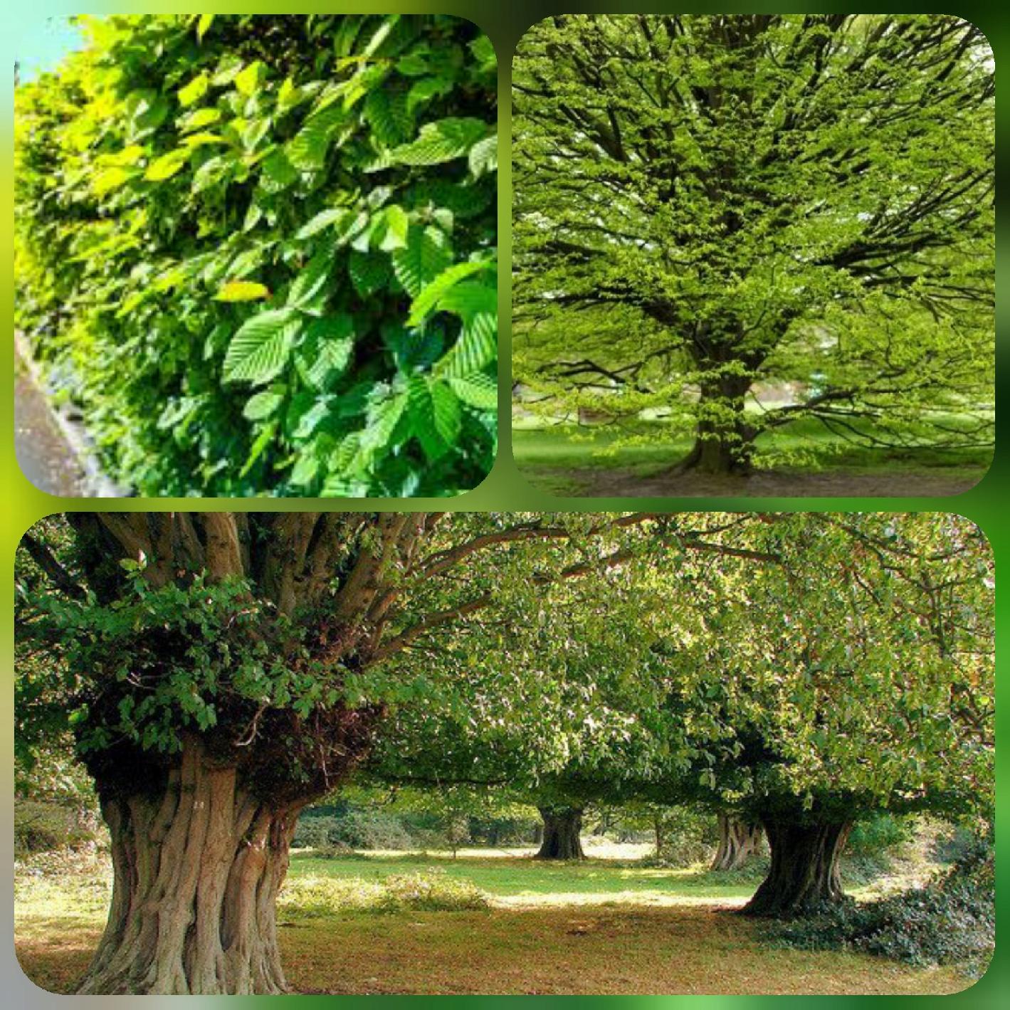 Pnie graba w szkółce