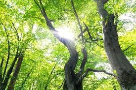 Liście graba pospolitego