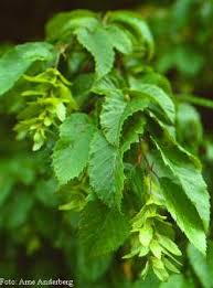 Sadzonki graba korzenie