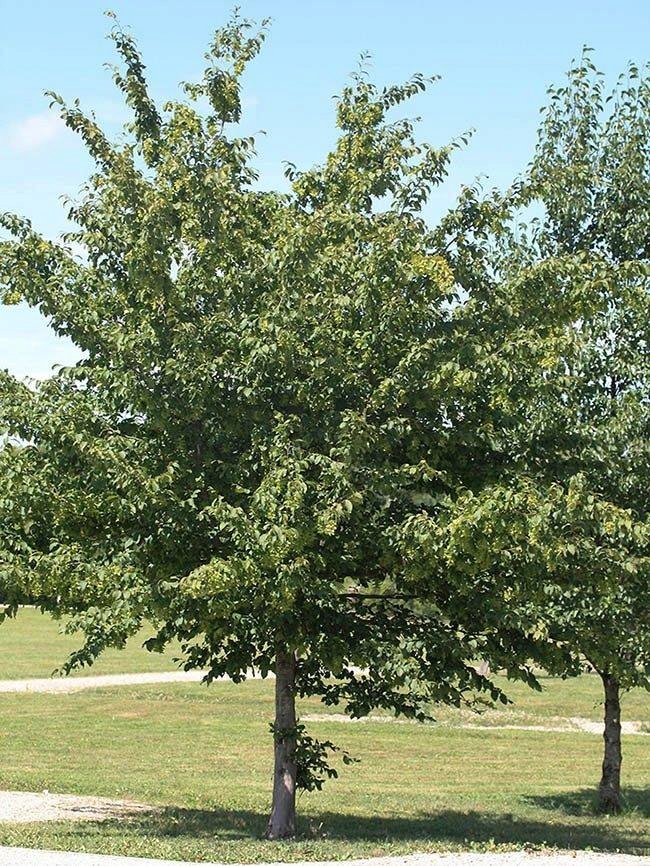 Grab żywopłot formowany