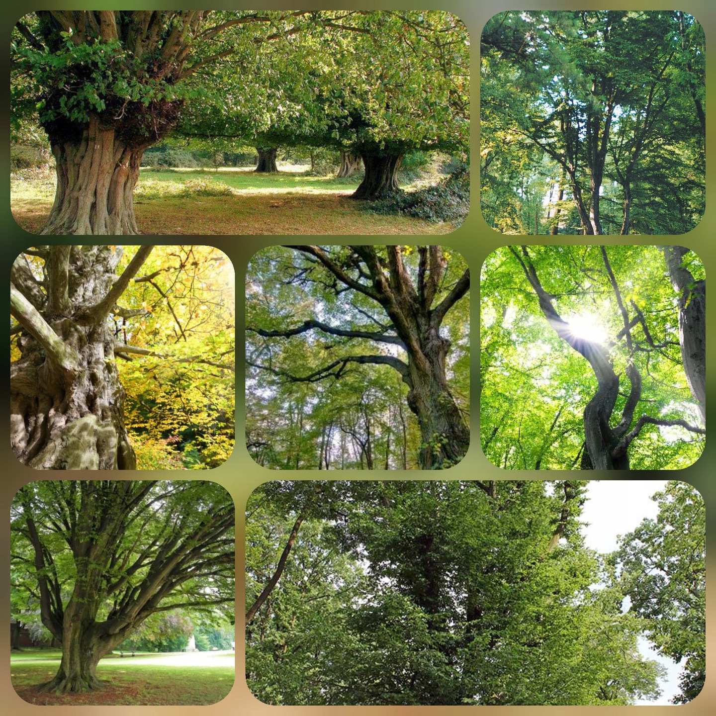 Liście graba pospolitego