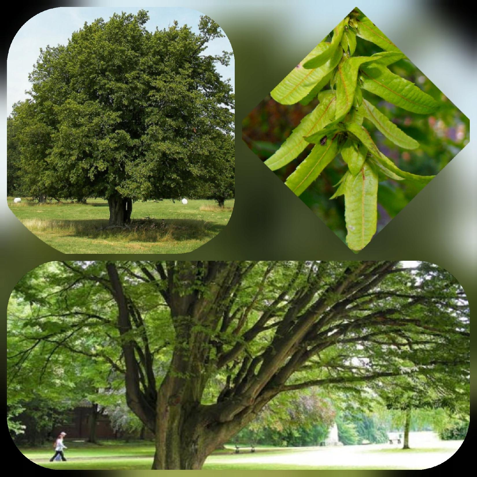 Grab Zwyczajny dorodne drzewo