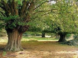 Pnie graba w szkółce