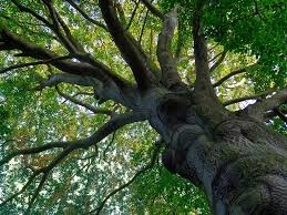 Grab żywopłot formowany