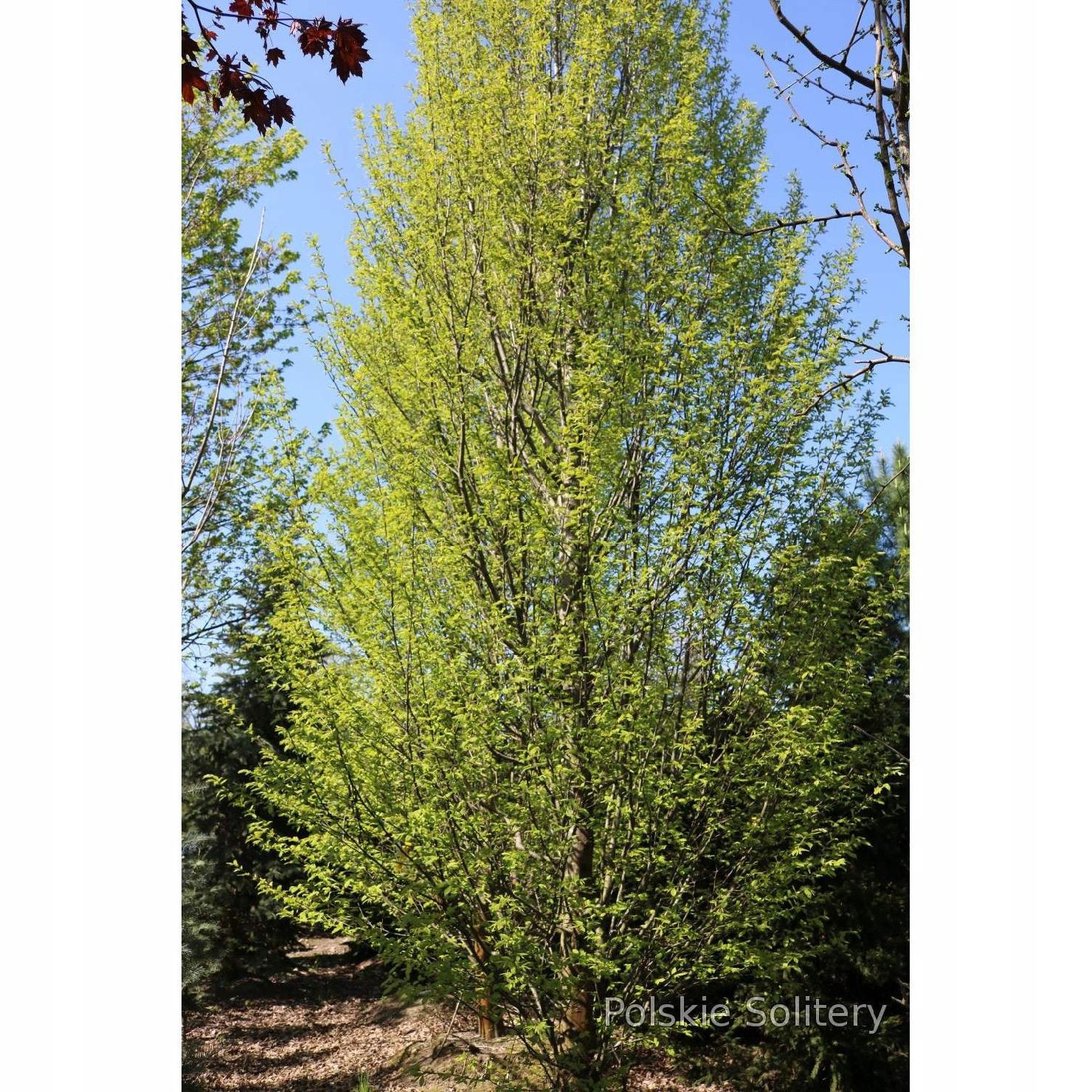 System korzeniowy graba