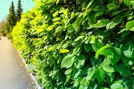 Pnie graba w szkółce