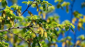 Grab żywopłot formowany