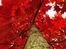 Liście Dębu Czerwonego