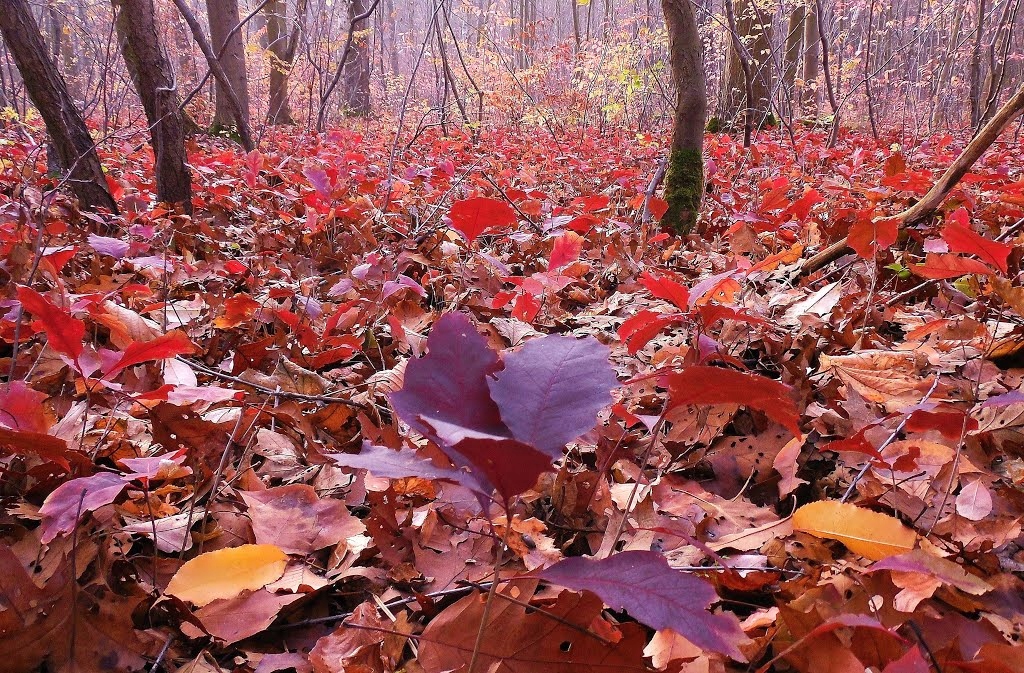 Pokrój Dębu Czerwonego