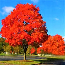 Dąb Czerwony Quercus rubra