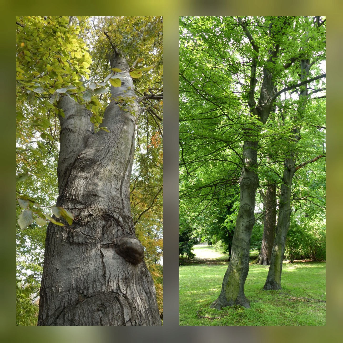 Buk zwyczajny Fagus sylvatica sadzonka