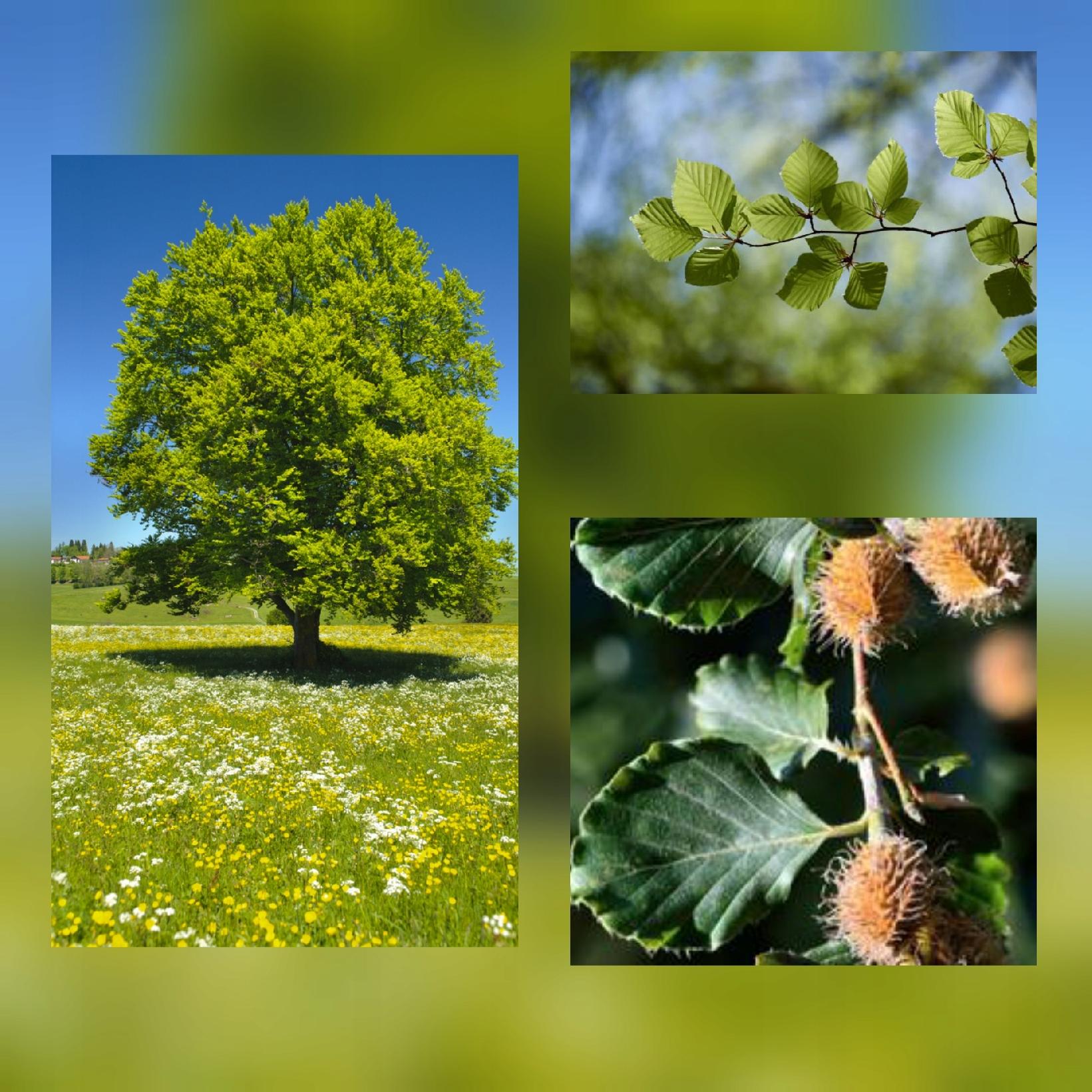 Sadzonka buka w fazie rozwoju