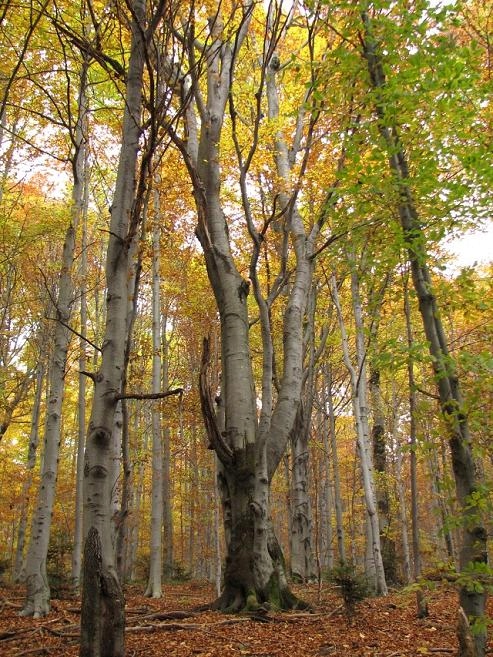 Liście buka zwyczajnego