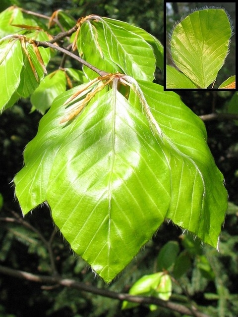 Buk zwyczajny w architekturze zieleni