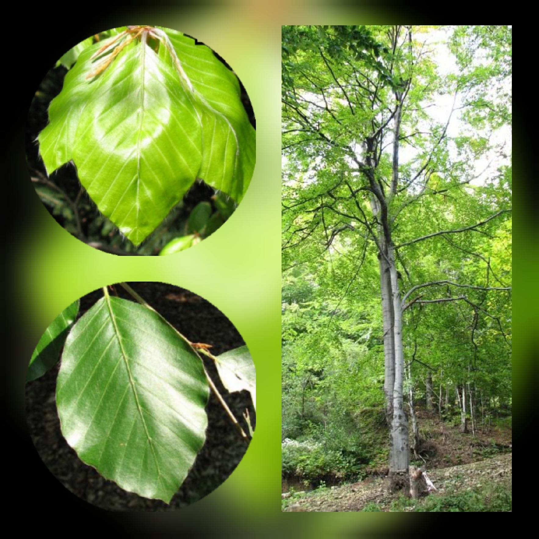 Buk zwyczajny Fagus sylvatica okazała sadzonka