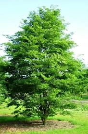 Liście buka zwyczajnego z bliska