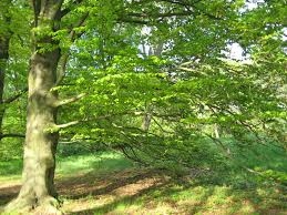 Buk zwyczajny w architekturze zieleni