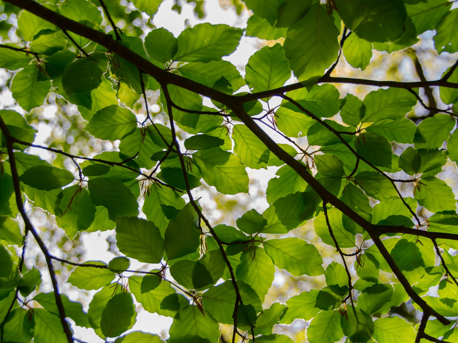 Sadzonka buka w fazie rozwoju
