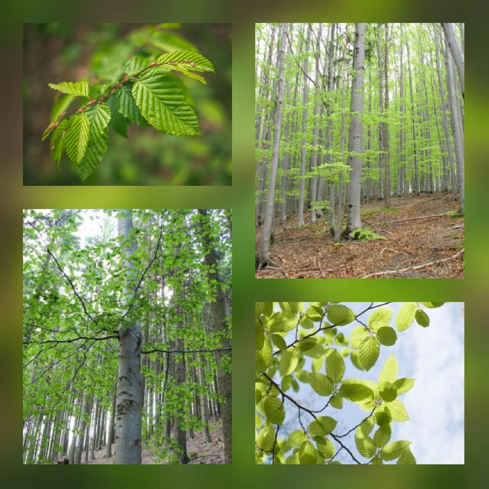 Buk zwyczajny Fagus sylvatica sadzonka