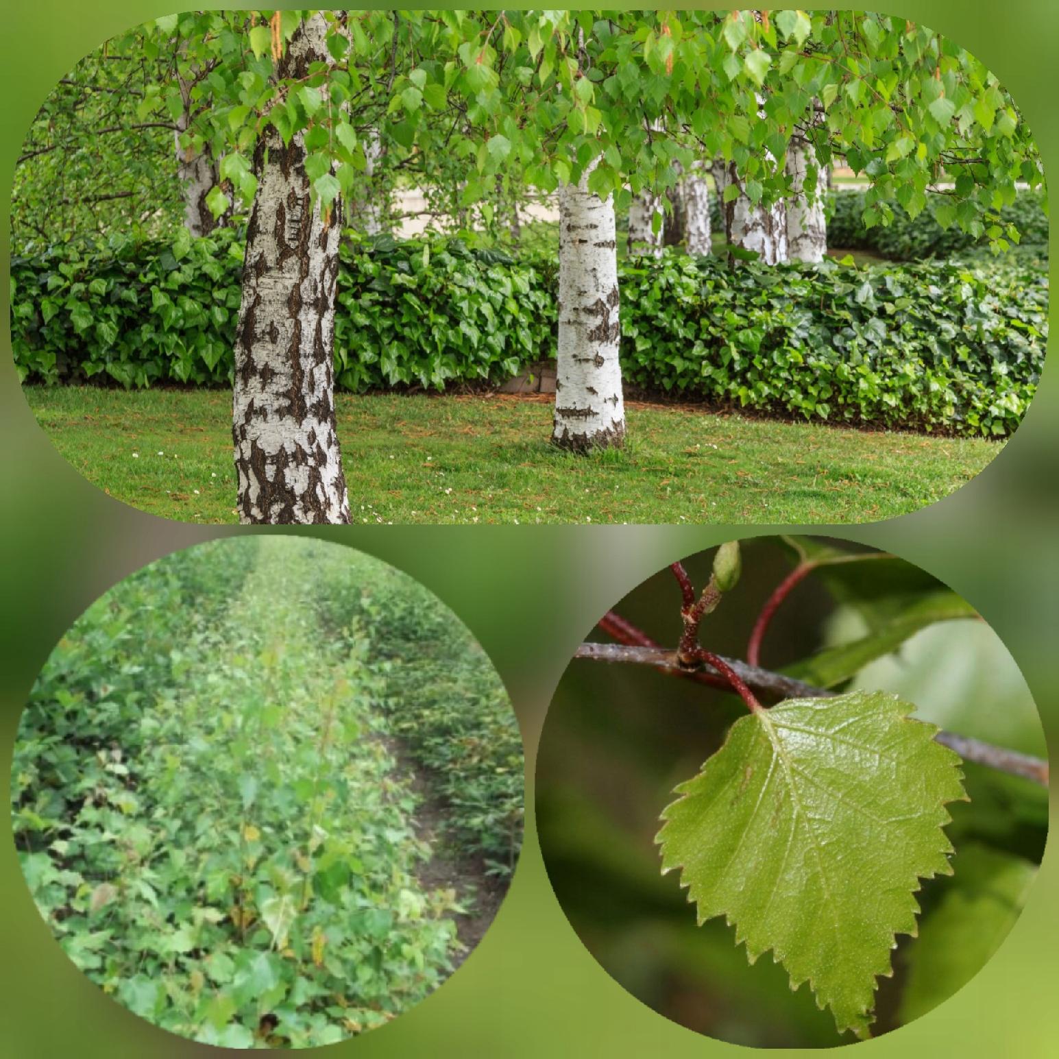 Sadzonki brzozy pakiet