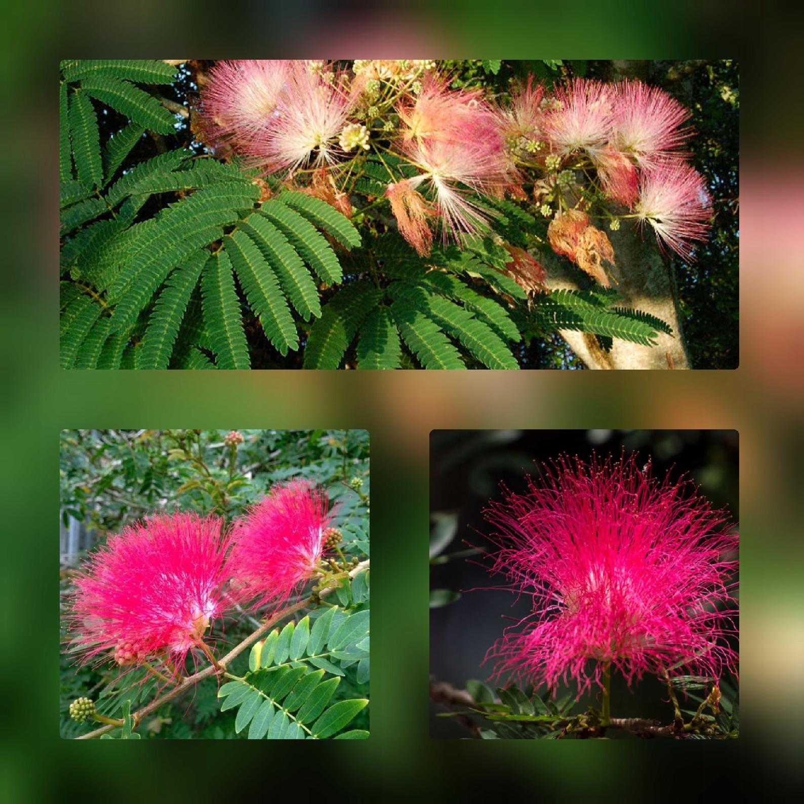 Albicja jedwabista kwiaty