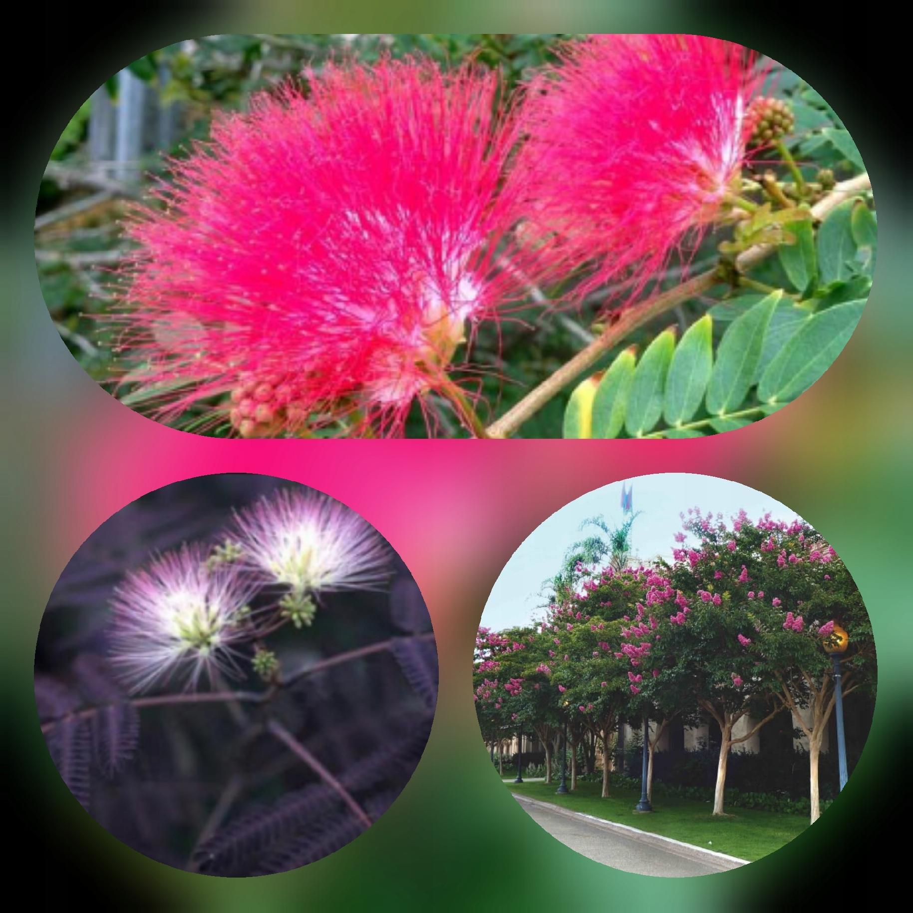 Sadzonka albicji w doniczce