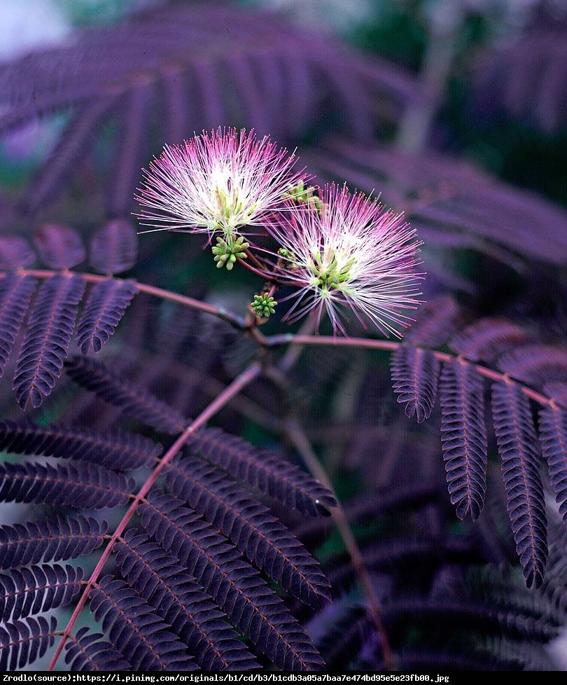 Kwiat albicji pompon