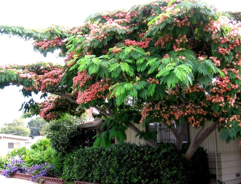 Albicja liście i pokrój