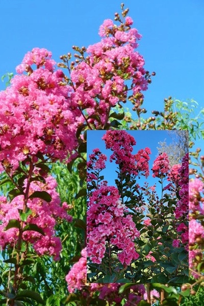 Kwiaty Lagerstroemii Rosea Nova