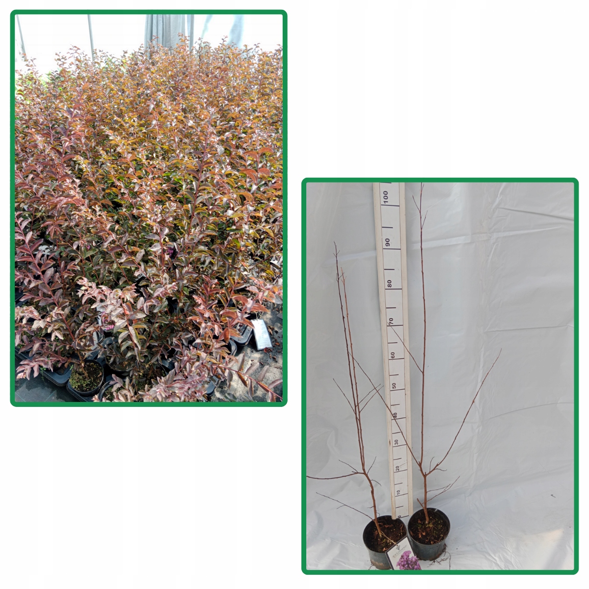 Realne zdjęcie sadzonki Purely Purple