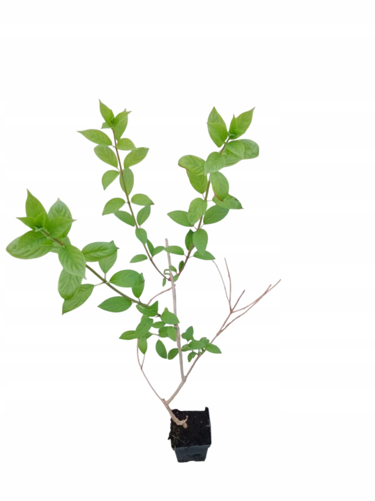 Realne zdjęcie sadzonki