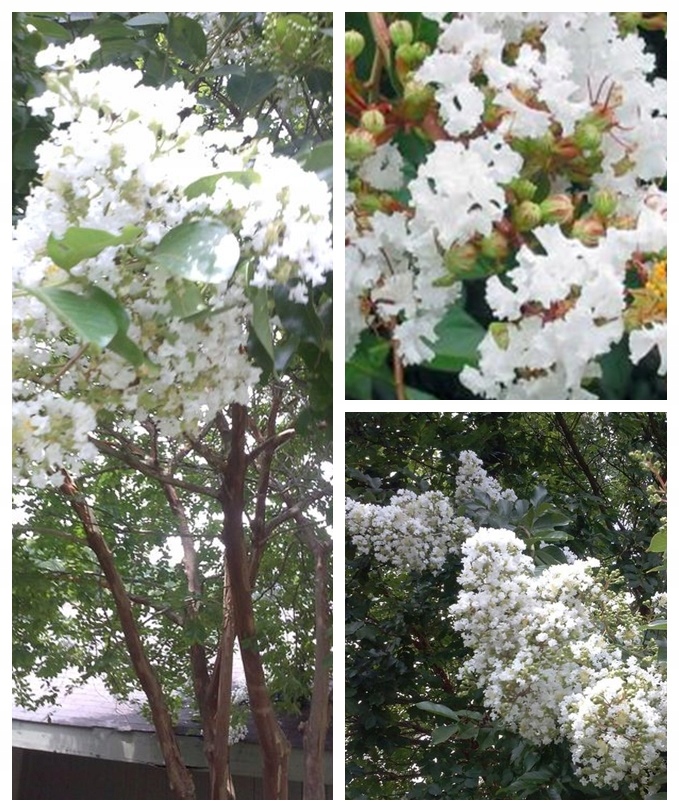 Duża Lagerstroemia w donicy C2