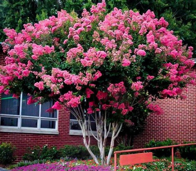 Lagerstroemia Indyjska Petite Pink różowa