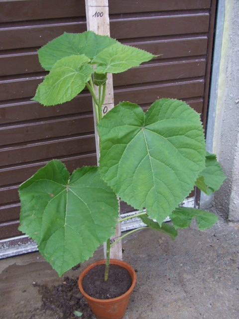 Paulownia sadzonka