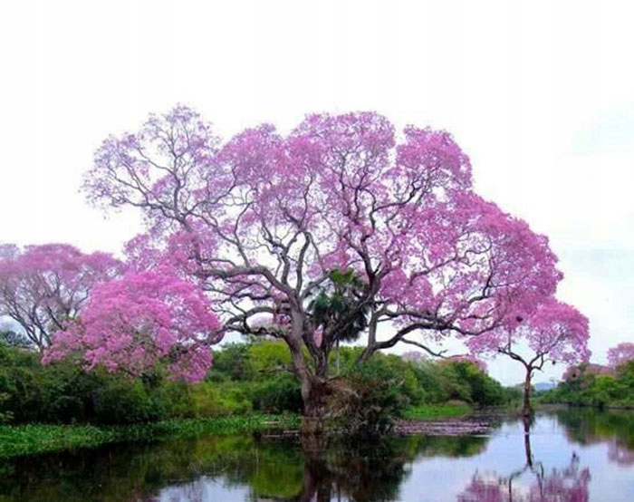 Paulownia w szkółce