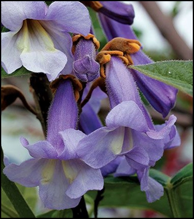 Kwiaty Paulowni Carskiej