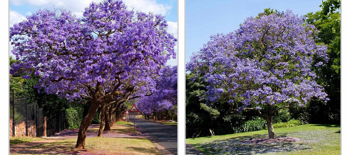 System korzeniowy Paulowni