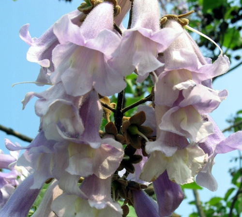 Drzewo Paulownia