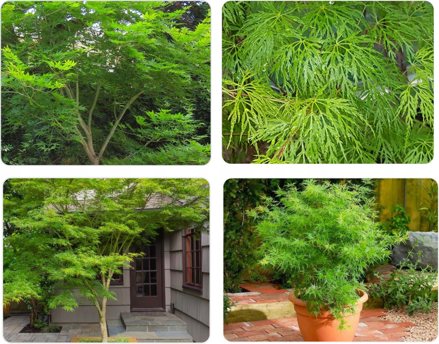 Emerald Lace pokrój